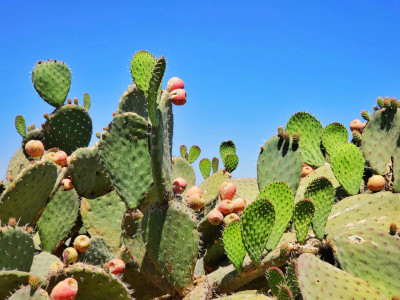 walking in Mexico